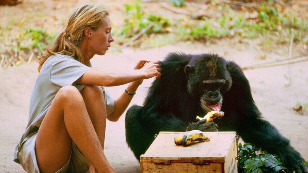 Jane Goodall wanted her life’s work to carry on, so start by streaming her groundbreaking Disney+ documentary