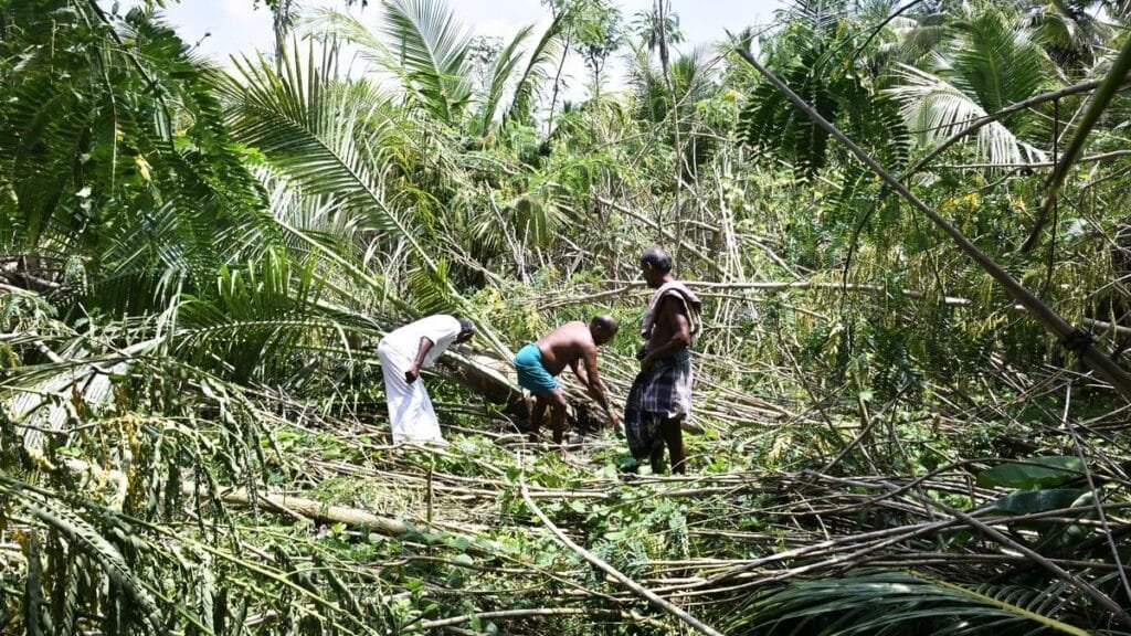 Plight of betel leaf farmers miserable as gale storms hit fields, expect new government to give relief swiftly